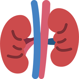 kidneys